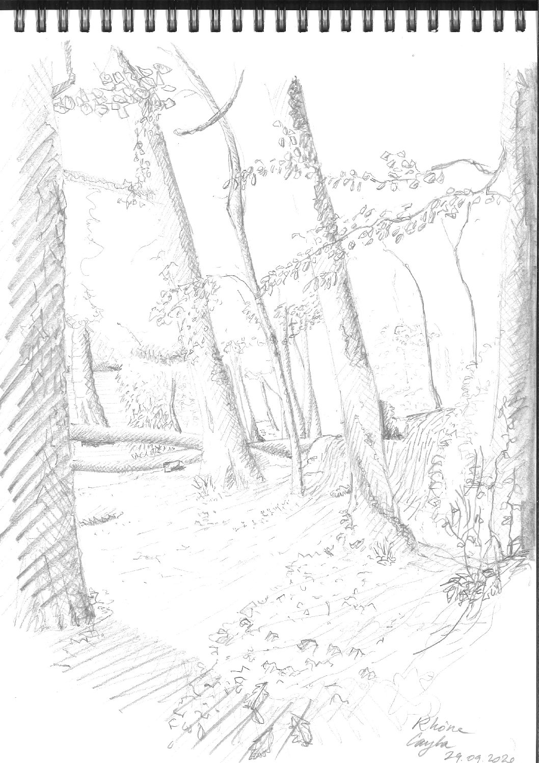 dessin arbre au crayon