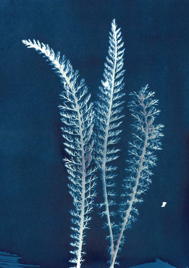 cyanotype achilee millefeuille