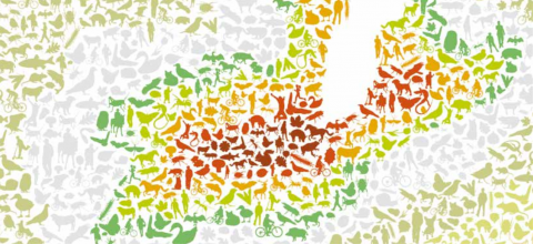 couverture strategie biodiversite geneve 2030
