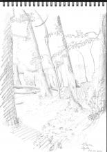 dessin arbre au crayon